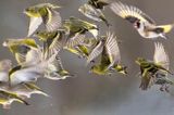 dzwońce, Carduelis chloris, czyżyki Spinus spinus, szczygieł Carduelis carduelis