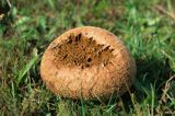 purchawka Lycoperdon, common name: Puffball