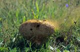 purchawka Lycoperdon, common name: Puffball