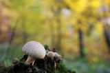 purchawka chropowata, Lycoperdon perlatum, purchawka, Lycoperdon, las bukowy, Bieszczady