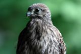 pustułka - podrośnięte pisklę Falco tinnunculus