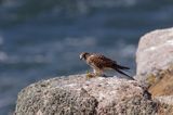 Pustułka Falco tinnunculus) na klifach koło Hammerhavn, wyspa Bornholm, Dania