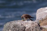 Pustułka Falco tinnunculus) na klifach koło Hammerhavn, wyspa Bornholm, Dania