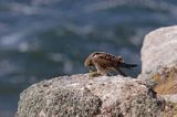 Pustułka Falco tinnunculus) na klifach koło Hammerhavn, wyspa Bornholm, Dania