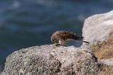 Pustułka Falco tinnunculus) na klifach koło Hammerhavn, wyspa Bornholm, Dania