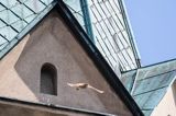 Pustułka, Falco tinnunculus, kościół Franciszkanów w Sanoku