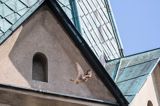 Pustułka, Falco tinnunculus, kościół Franciszkanów w Sanoku