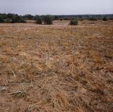 Pustynia Błędowska koło Olkusza, Polska Sahara