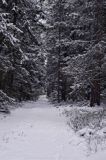 zima w Puszczy Białowieskiej, tropu wilka na dukcie leśnym