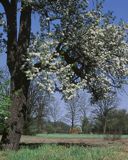 kwitnące drzewo na skraju Puszczy Kampinoskiej
