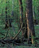 Kampinoski Park Narodowy rezerwat Krzywa Góra