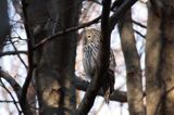 puszczyk uralski Strix uralensis