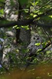 Puszczyk uralski, Strix uralensis