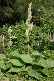 Rabarbar ogrodowy Rheum rhaponticum) , potocznie nazywany rabarbar, rzewień, rabarbar jadalny