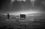 Radruż, wyprowadzanie o świcie krowy na pastwisko