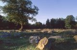 Rezerwat Głazowisko Bachanowo Suwalski Park Krajobrazowy