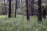 Łęg wiązowo- jesionowy rezerwat przyrody 'Starzawa'
