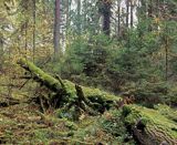 Puszcza Białowieska Rezerwat Starzyna