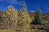 rezerwat Wołosate - torfowisko wysokie, Bieszczady