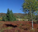 rezerwat Wołosate - torfowisko wysokie, Bieszczady