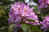 Rhododendron różanecznik