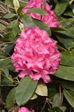 Rhododendron różanecznik