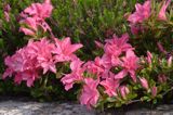 Rhododendron azalia