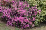 Rhododendron azalia