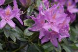 Rhododendron różanecznik