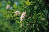 Akacja - Robinia akacjowa Robinia pseudacacia)