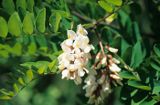 Akacja - Robinia akacjowa Robinia pseudacacia)