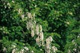 Akacja - Robinia akacjowa Robinia pseudacacia)