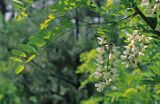 Akacja - Robinia akacjowa Robinia pseudacacia)