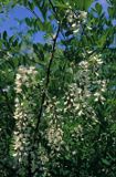 Akacja - Robinia akacjowa Robinia pseudacacia)