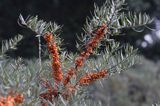 Hippophae rhamnoides rokitnik zwyczajny) ,