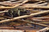 kopulacja, samiec ropuchy szarej i samica - żaba zielona - śmieszka