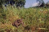 ropucha szara Bufo bufo, common European toad