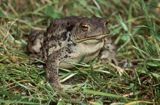 ropucha szara, Bufo bufo