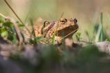 ropuchy szare, Bufo bufo