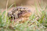 ropuchy szare, Bufo bufo