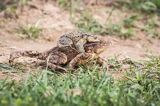 ropuchy szare, Bufo bufo