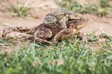 ropuchy szare, Bufo bufo