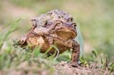 kopulacja, ropuchy szare, Bufo bufo