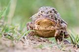 kopulacja, ropuchy szare, Bufo bufo