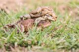 ropuchy szare, Bufo bufo