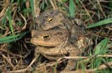 Ropucha szara amplexus Bufo bufo