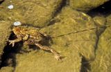 Ropucha szara łać Bufo bufo) podczas składania sznurów skrzeku