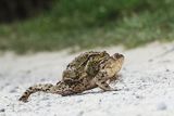 Kopulacja, ropuchy szare, Bufo bufo, na drodze