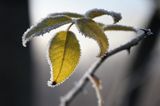 Róża dzika, Rosa canina