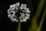 Taraxacum officinale, mniszek lekarski